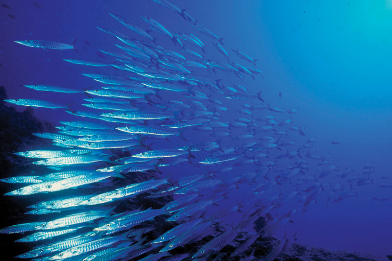 Fish Forward η πως η γαστρονομία σέβεται τις θάλασσες και τα ψάρια! - Χρυσοί Σκούφοι
